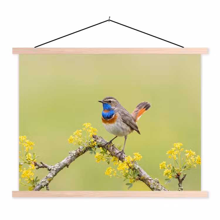 Schoolplaat - Vogel - Tak - Natuur - Kleurrijk — 1