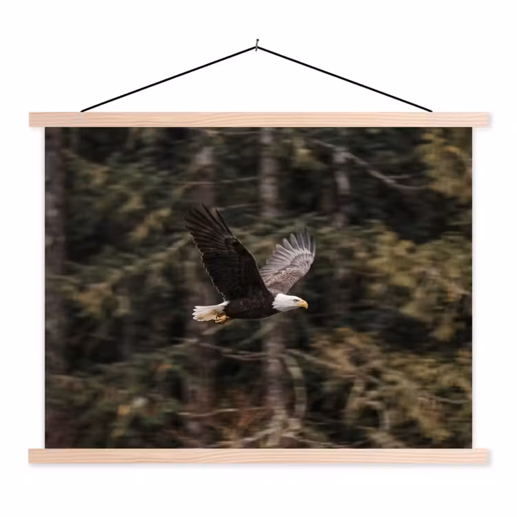 Schoolplaat - Zeearend - Vliegen - Bos - Natuur — 1