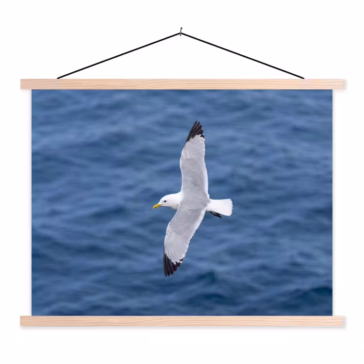 Schoolplaat - Zeemeeuw - Oceaan - Blauw — 1