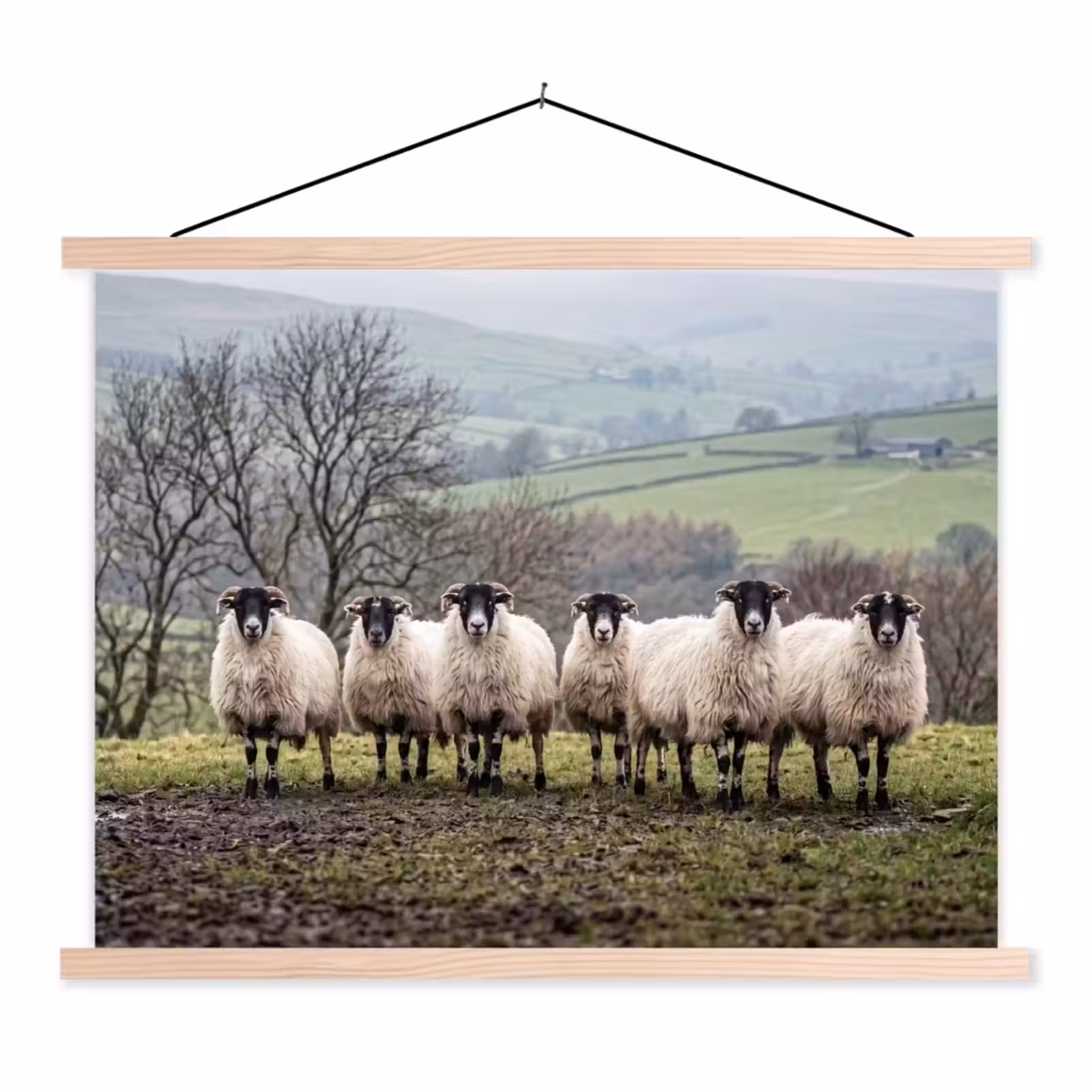 Schoolplaat - Schapen - Rij - Weide - Dieren - Platteland — 1
