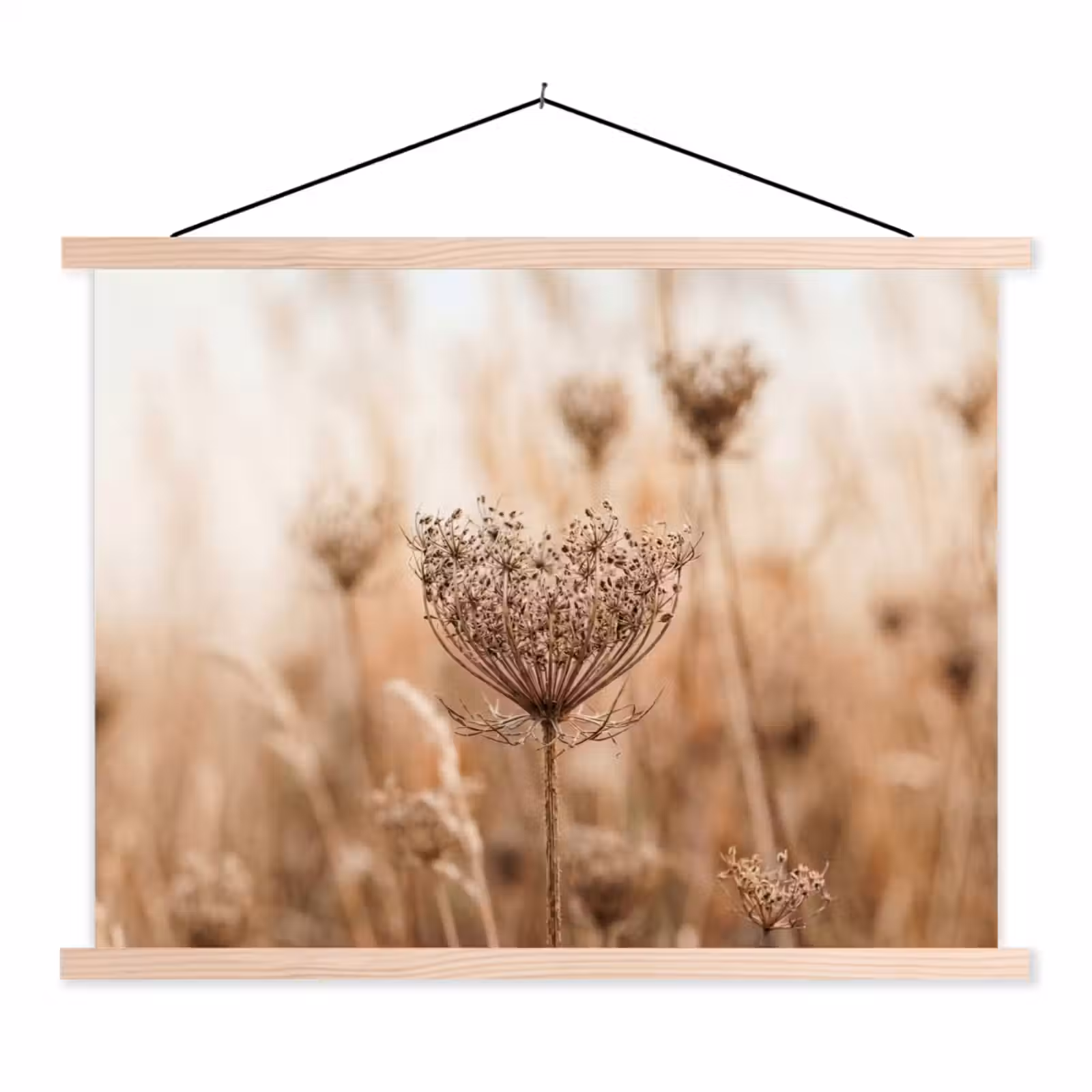 Schoolplaat - Schermbloem - Droogbloem - Winter - Beige - Minimalistisch — 1