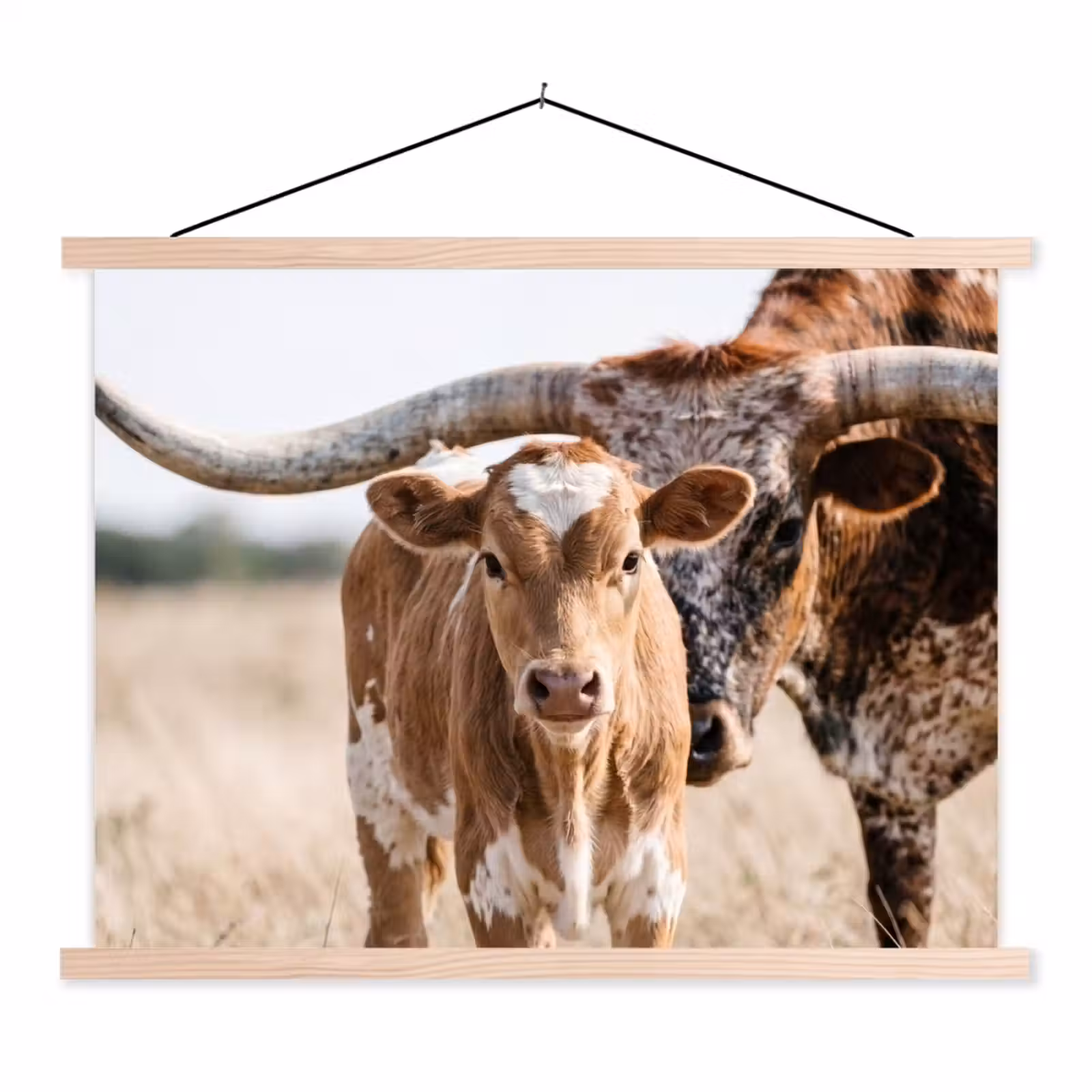 Schoolplaat - Texas Longhorn - Kalf - Weide - Dieren — 1