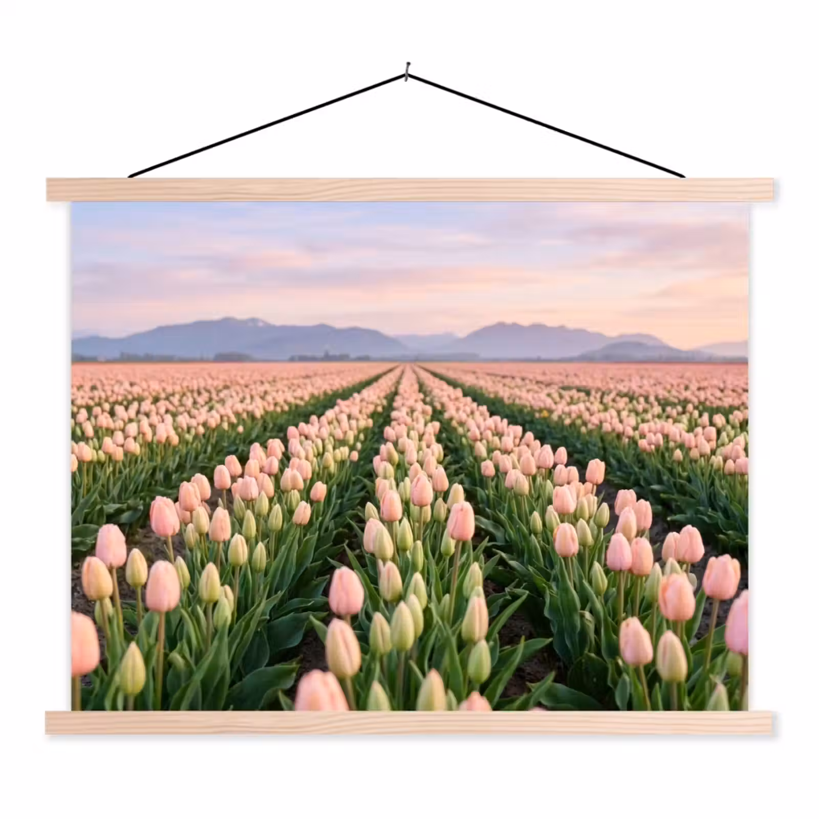 Schoolplaat - Tulpen - Landschap - Roze — 1