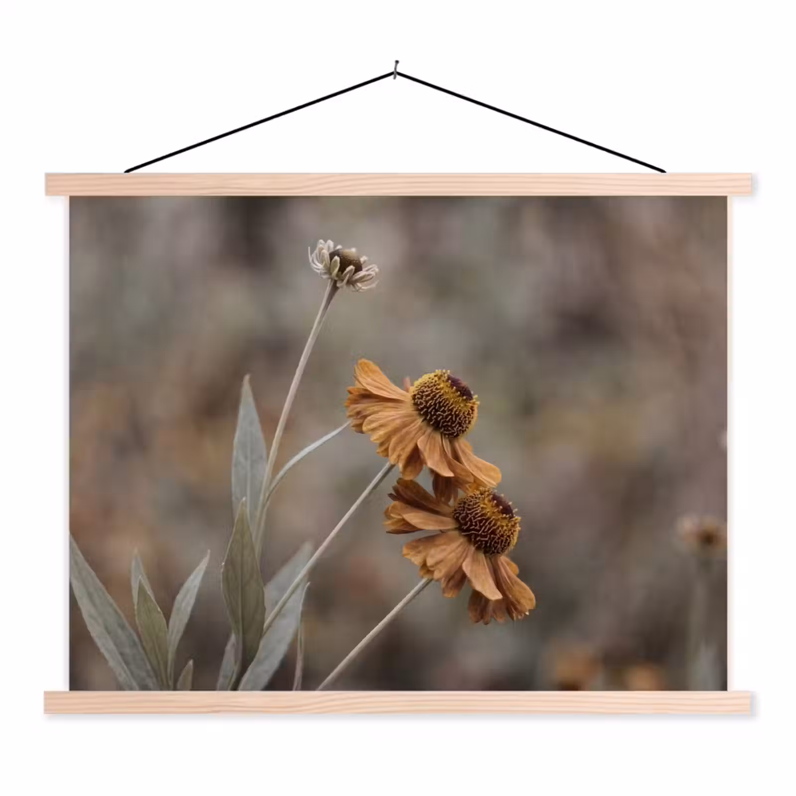 Schoolplaat - Zonnehoed - Droogbloemen - Geel - Warm — 1