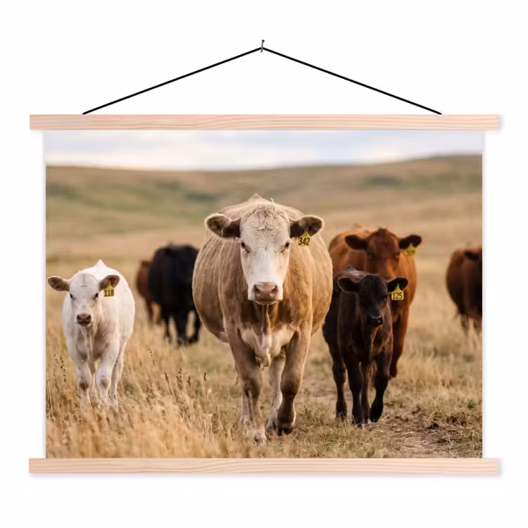 Schoolplaat - Runderen - Kudde - Landschap - Weide - Rustig — 1
