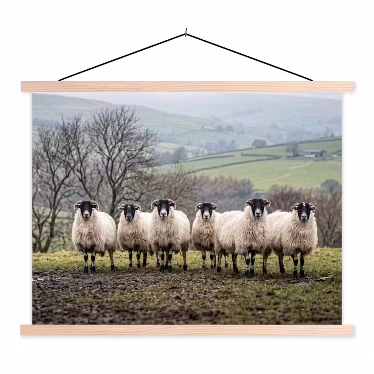 Schoolplaat - Schapen - Rij - Weide - Dieren - Platteland — 1