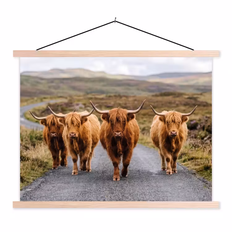Schoolplaat - Schotse Hooglanders - Weg - Landschap - Kudde — 1
