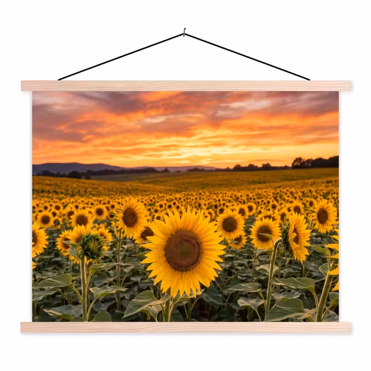 Schoolplaat - Zonnebloemen - Heuvellandschap - Geel — 1