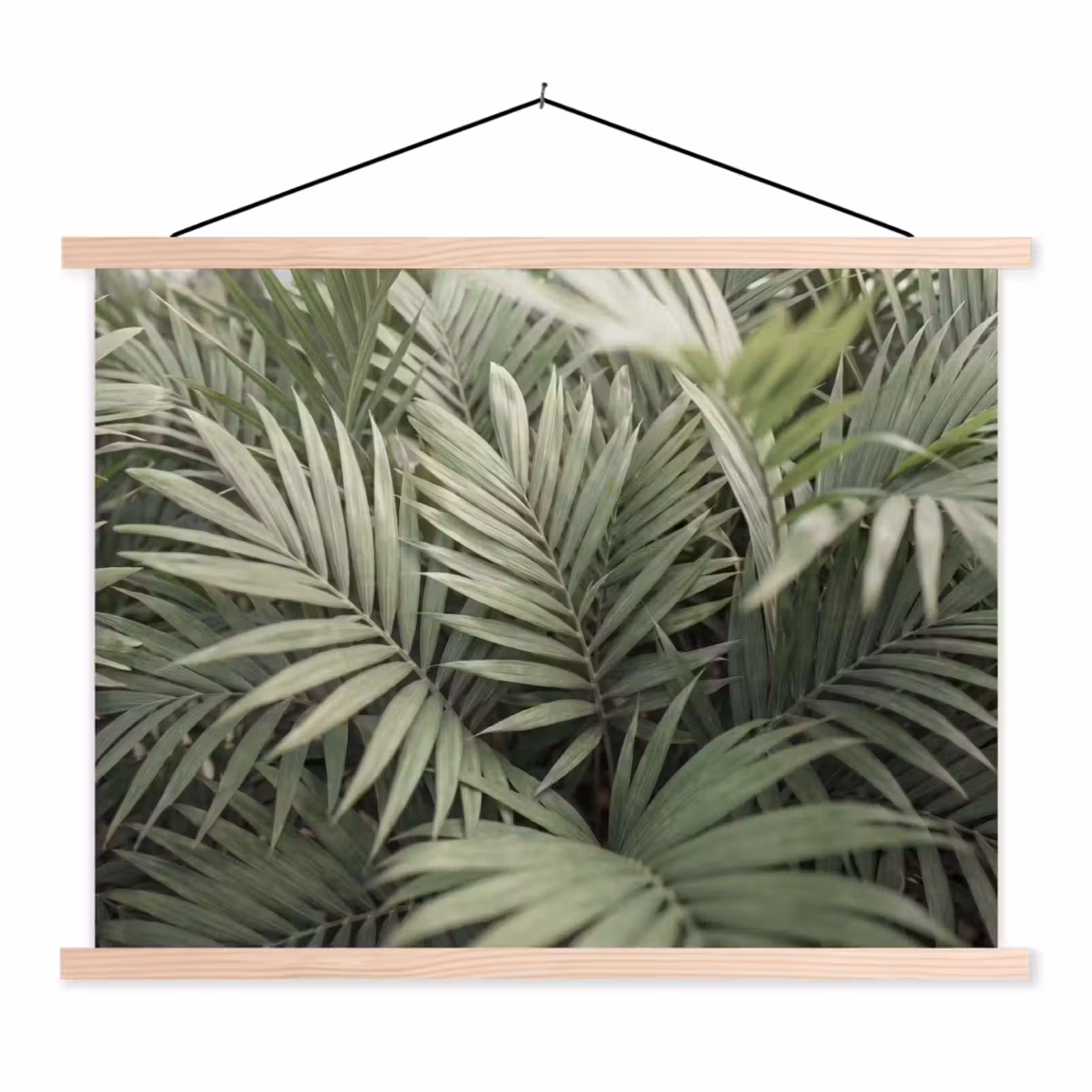 Schoolplaat - Plant - Palmbladeren - Natuur - Groen — 1