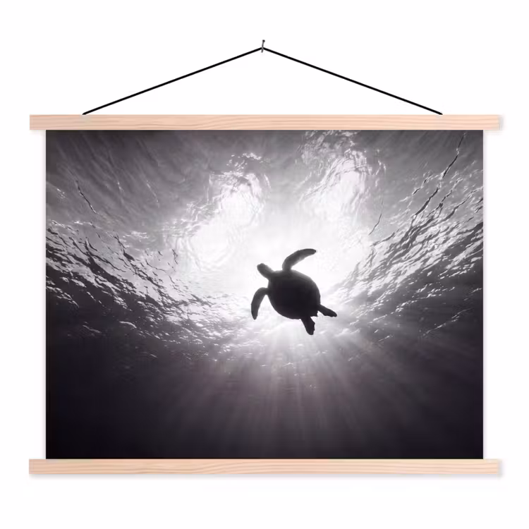 Schoolplaat - Schildpad - Onderwater - Lichtstralen - Oceaan - Zwart-wit — 1