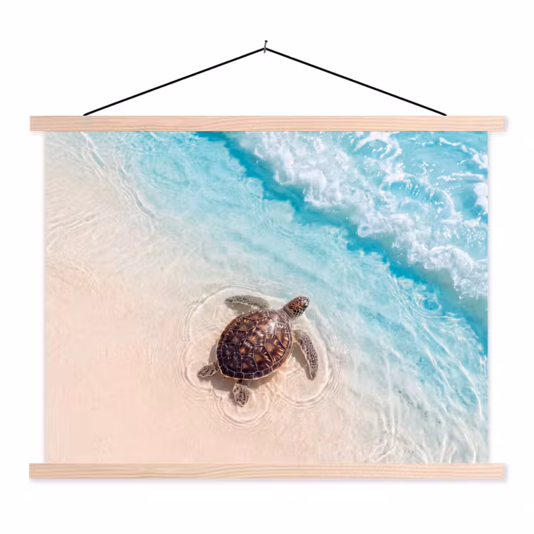 Schoolplaat - Schildpad - Helder water - Strand - Dieren - Natuur — 1