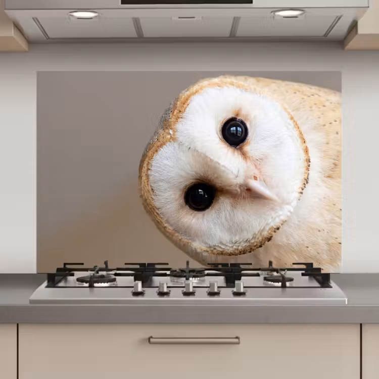 Spatscherm keuken - Uil - Bruin - Wit — 1
