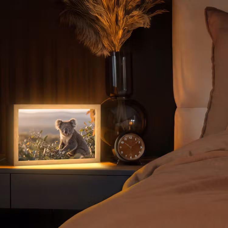 Tafellamp - Koala - Bladeren - Ochtendlicht — 2