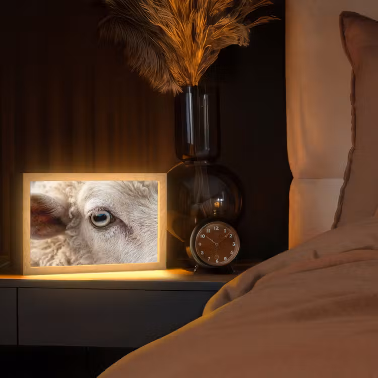 Tafellamp - Schaap - Oog - Wit — 2