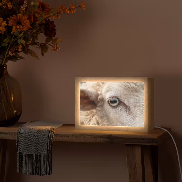 Tafellamp - Schaap - Oog - Wit — 4