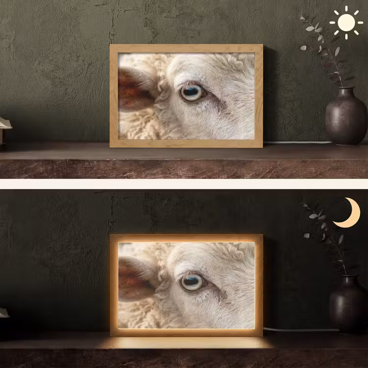 Tafellamp - Schaap - Oog - Wit — 5