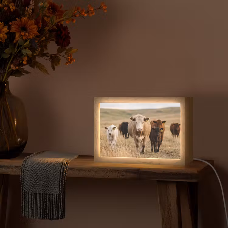 Tafellamp - Runderen - Kudde - Landschap - Weide - Rustig — 4
