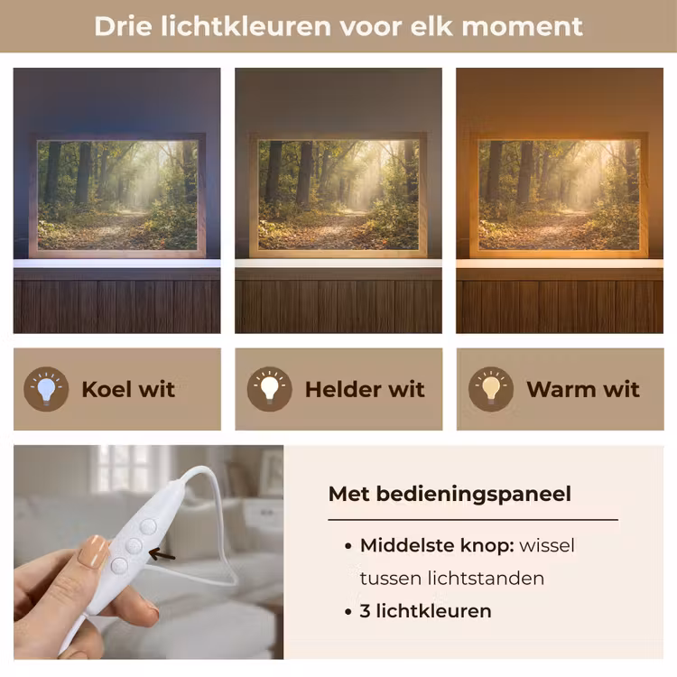Tafellamp - Zonlicht - Bospad - Bomen — 6