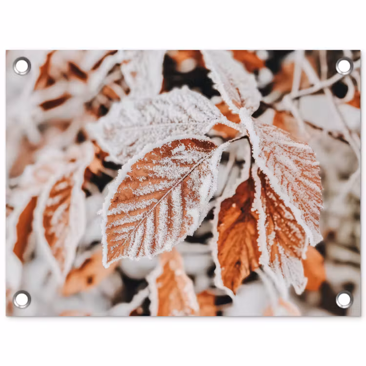 Tuinposter - Bladeren - IJs - Winter - Natuur — 1