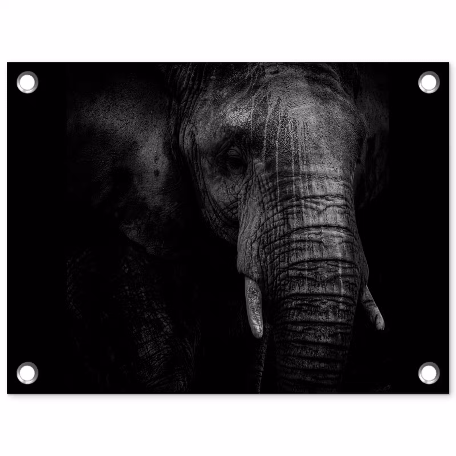 Tuinposter - Olifant - Dier - Portret — 1