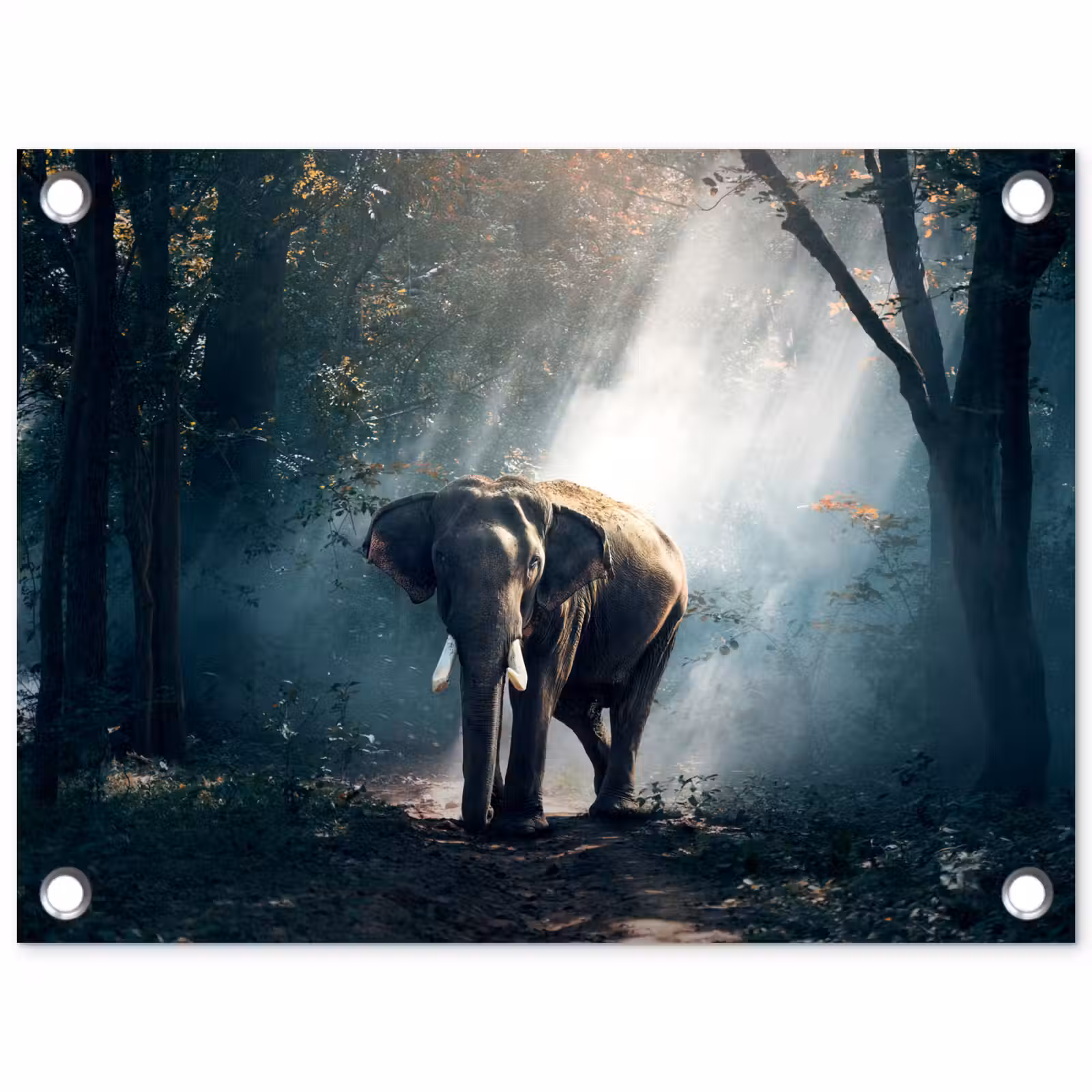 Tuinposter - Olifant in mystiek bos — 1