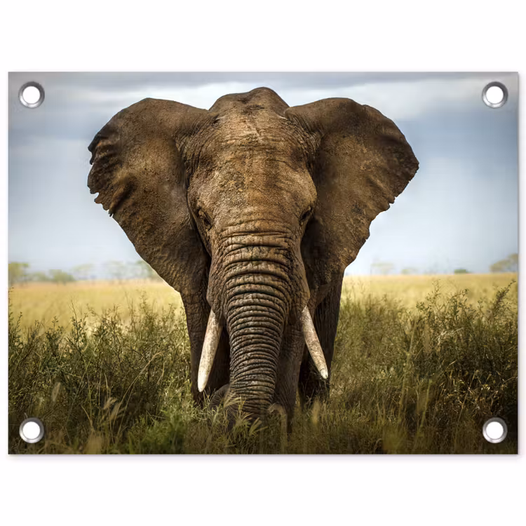 Tuinposter - Olifant in de savanne — 1