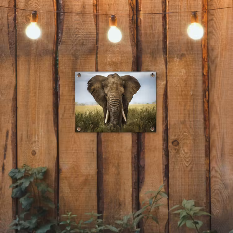 Tuinposter - Olifant - Natuur - Gras - Dieren - Landschap — 2