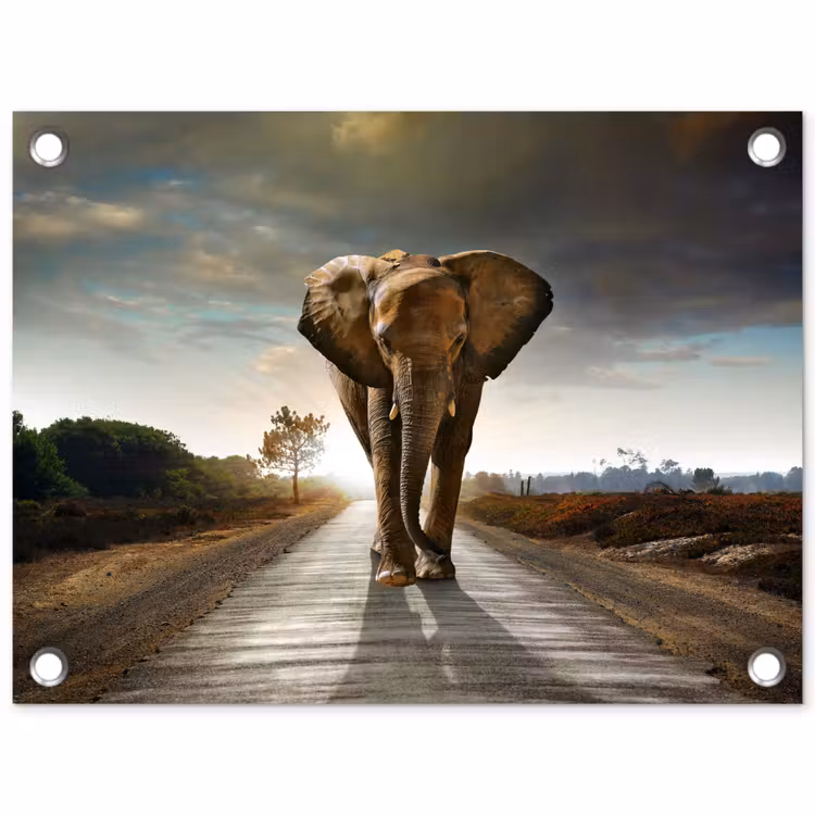 Tuinposter - Olifant op een verlaten weg — 1