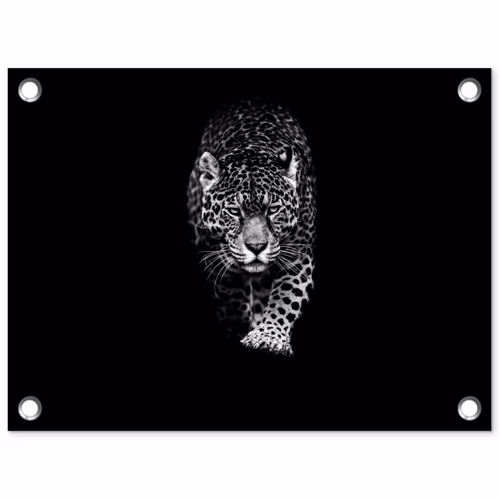 Tuinposter - Dieren - Zwart - Luipaard - Wit - Wild — 1