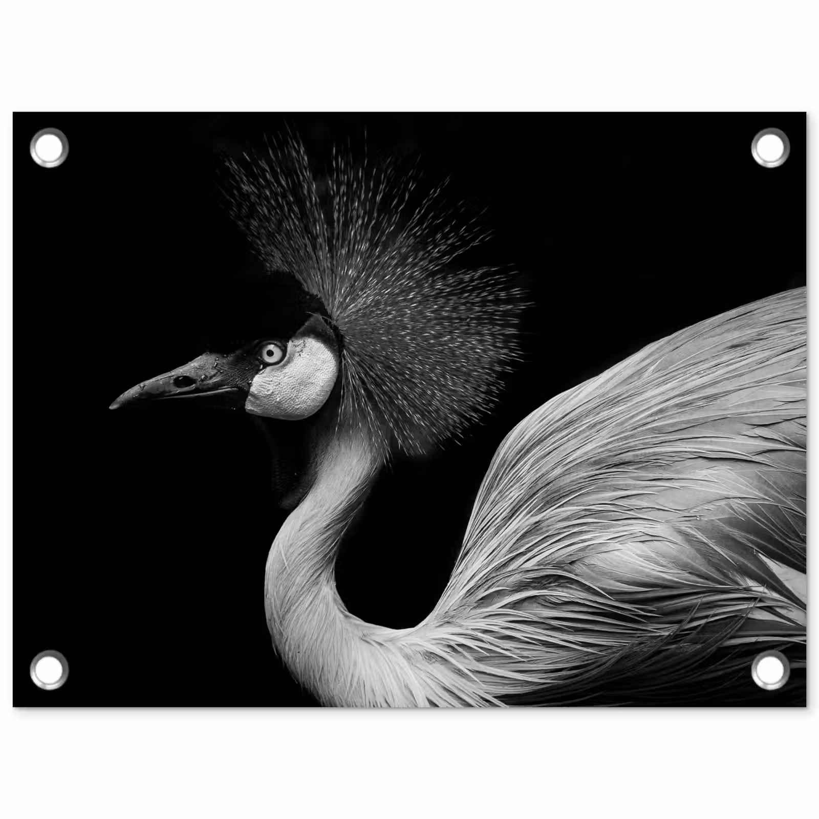 Tuinposter - Kraanvogel - Zwart - Wit - Vogel - Dieren — 1