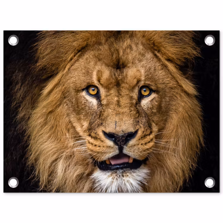 Tuinposter - Indrukwekkend portret van een leeuw — 1
