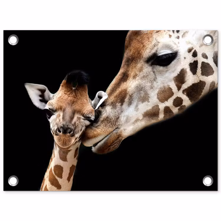 Tuinposter - Moederlijke tederheid bij giraffen — 1