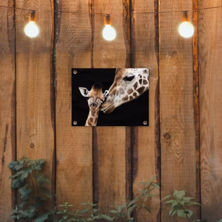 Tuinposter - Moederlijke tederheid bij giraffen — 2
