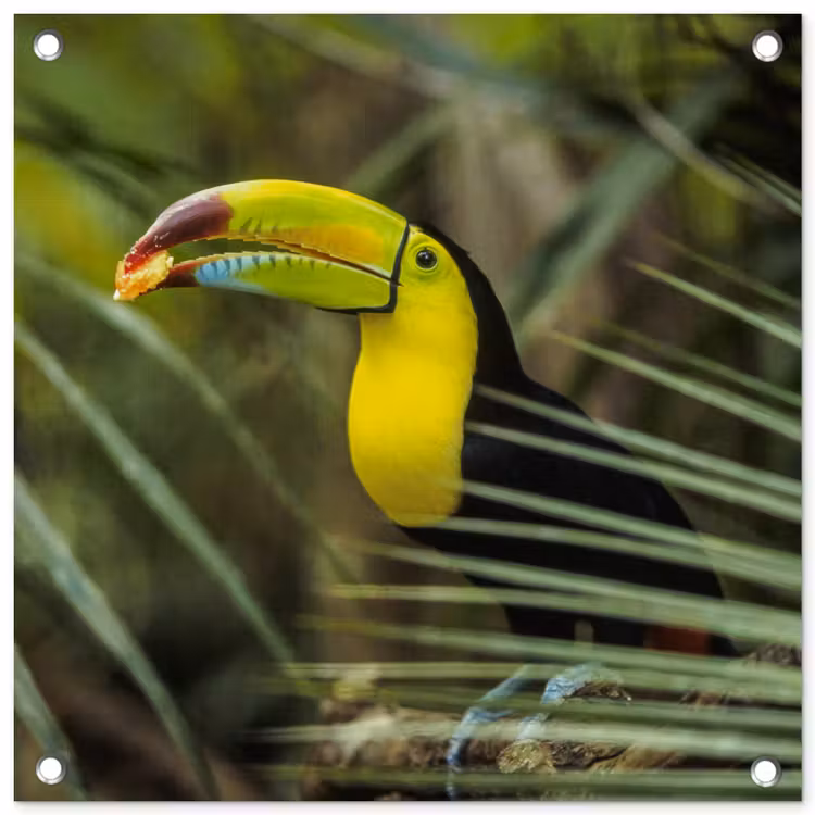 Tuinposter - Close-up van een etende toekan — 1