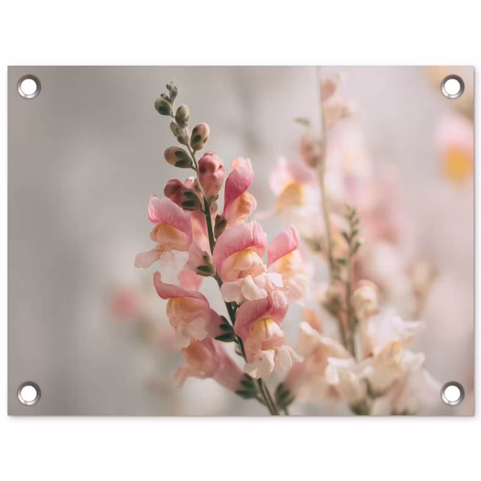 Tuinposter - Bloem - Leeuwenbek - Roze - Stengel — 1