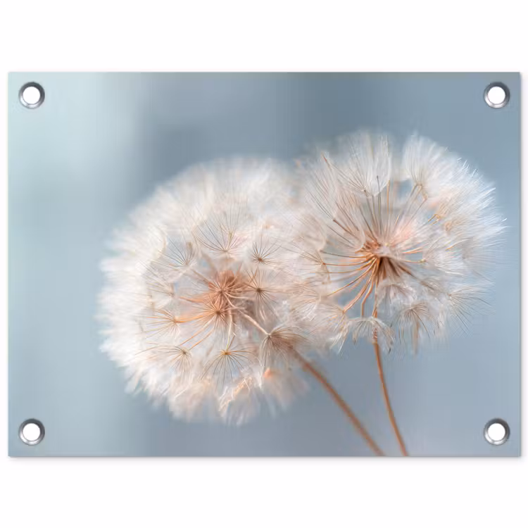 Tuinposter - Paardenbloemen - Pluisjes - Wit — 1
