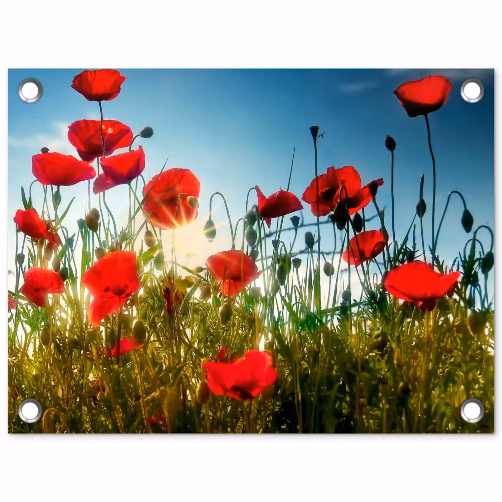Tuinposter - Klaprozen in ochtendlicht — 1