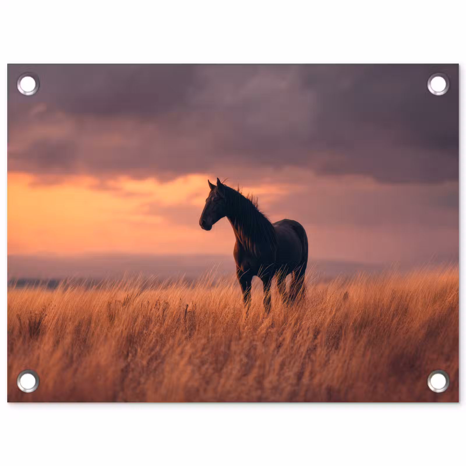 Tuinposter - Paard - Wolken - Open veld — 1