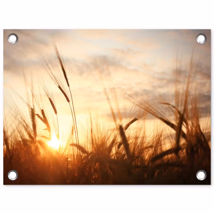 Tuinposter - Gouden Graanveld bij Zonsopgang — 1