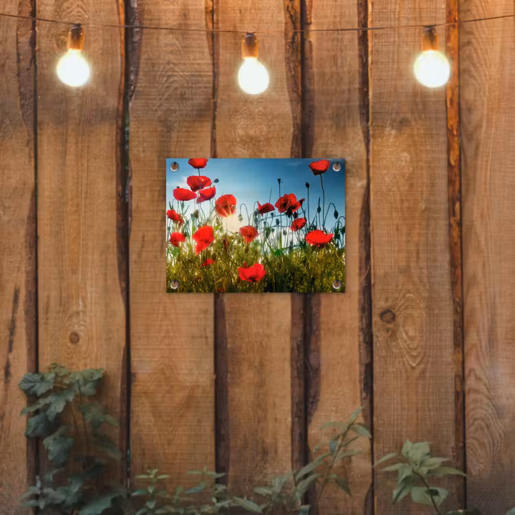 Tuinposter - Klaprozen in ochtendlicht — 2