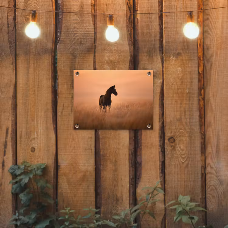 Tuinposter - Paard - Grasveld - Zonsondergang — 2