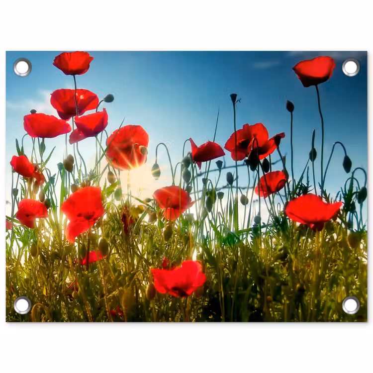 Tuinposter - Klaprozen - Toscane - Zon - Rood - Blauw — 1
