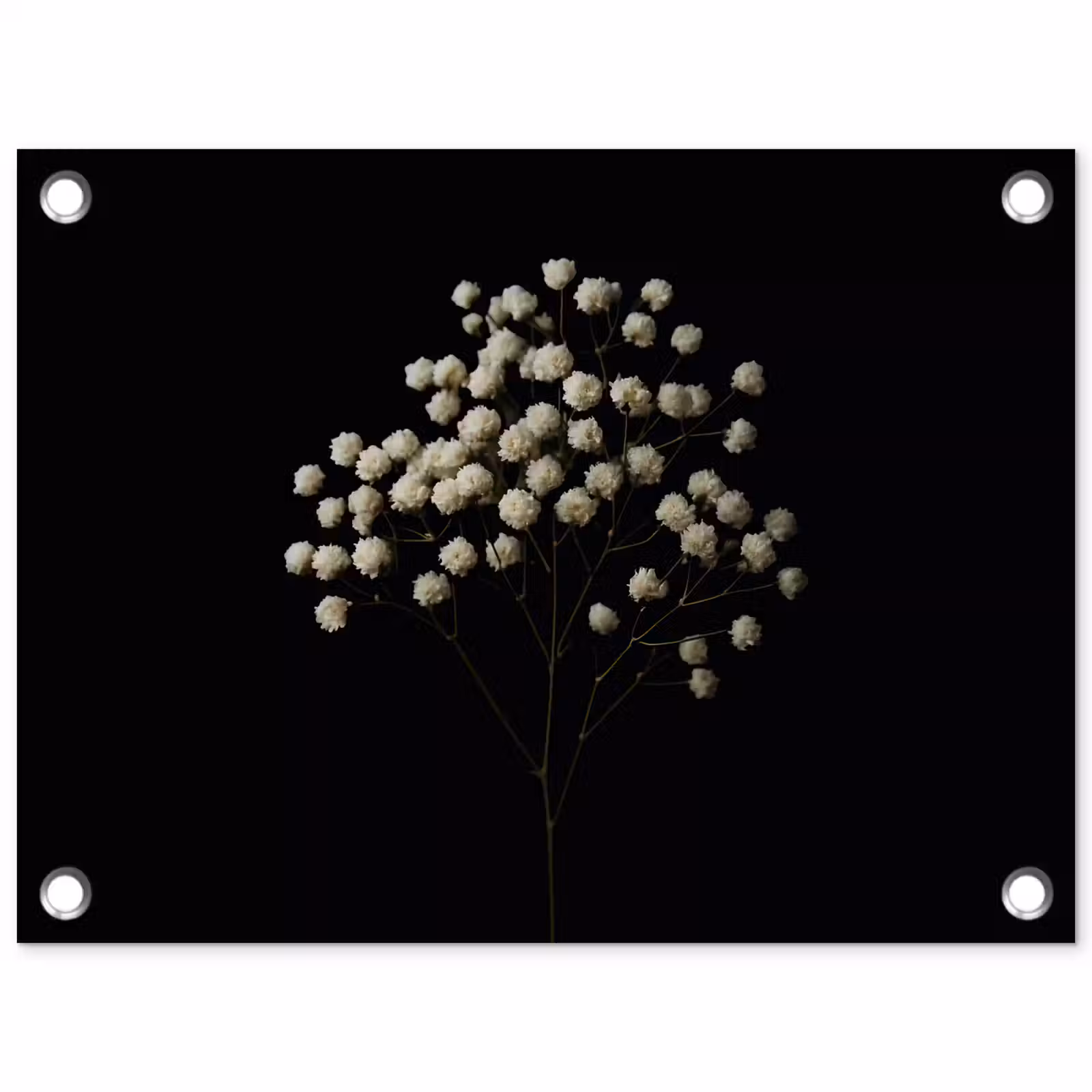 Tuinposter - Gipskruid - Bloemetjes - Wit - Minimalistisch — 1