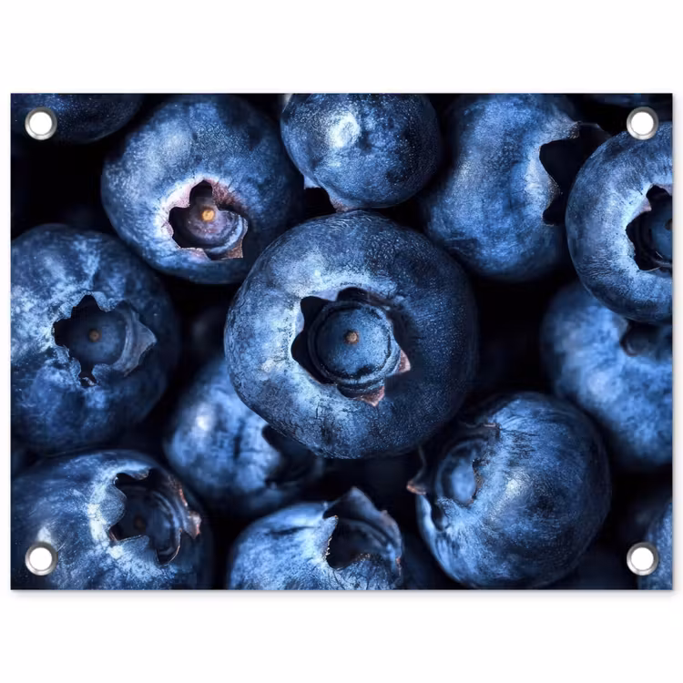 Tuinposter - Bessen - Blauw - Fruit — 1