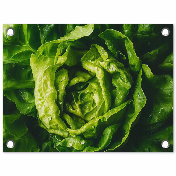 Tuinposter - Groente - Sla - Groen — 1