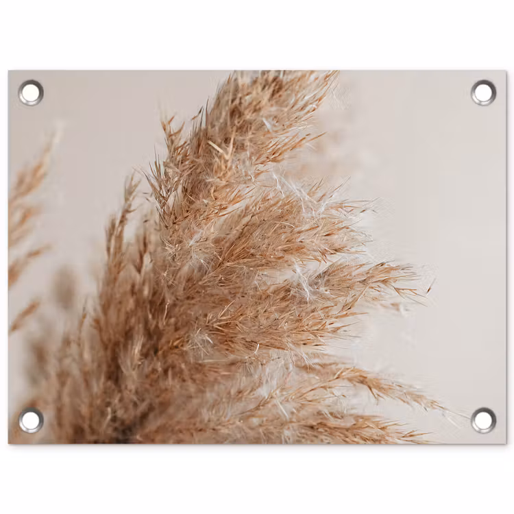 Tuinposter - Gedroogd pampasgras tegen een neutrale achtergrond — 1