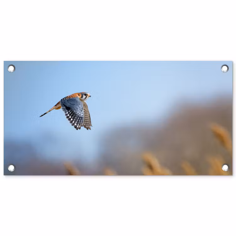 Tuinposter - Kleurrijke valk aan het vliegen — 1