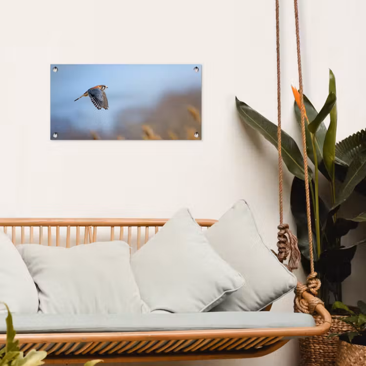 Tuinposter - Kleurrijke valk aan het vliegen — 5