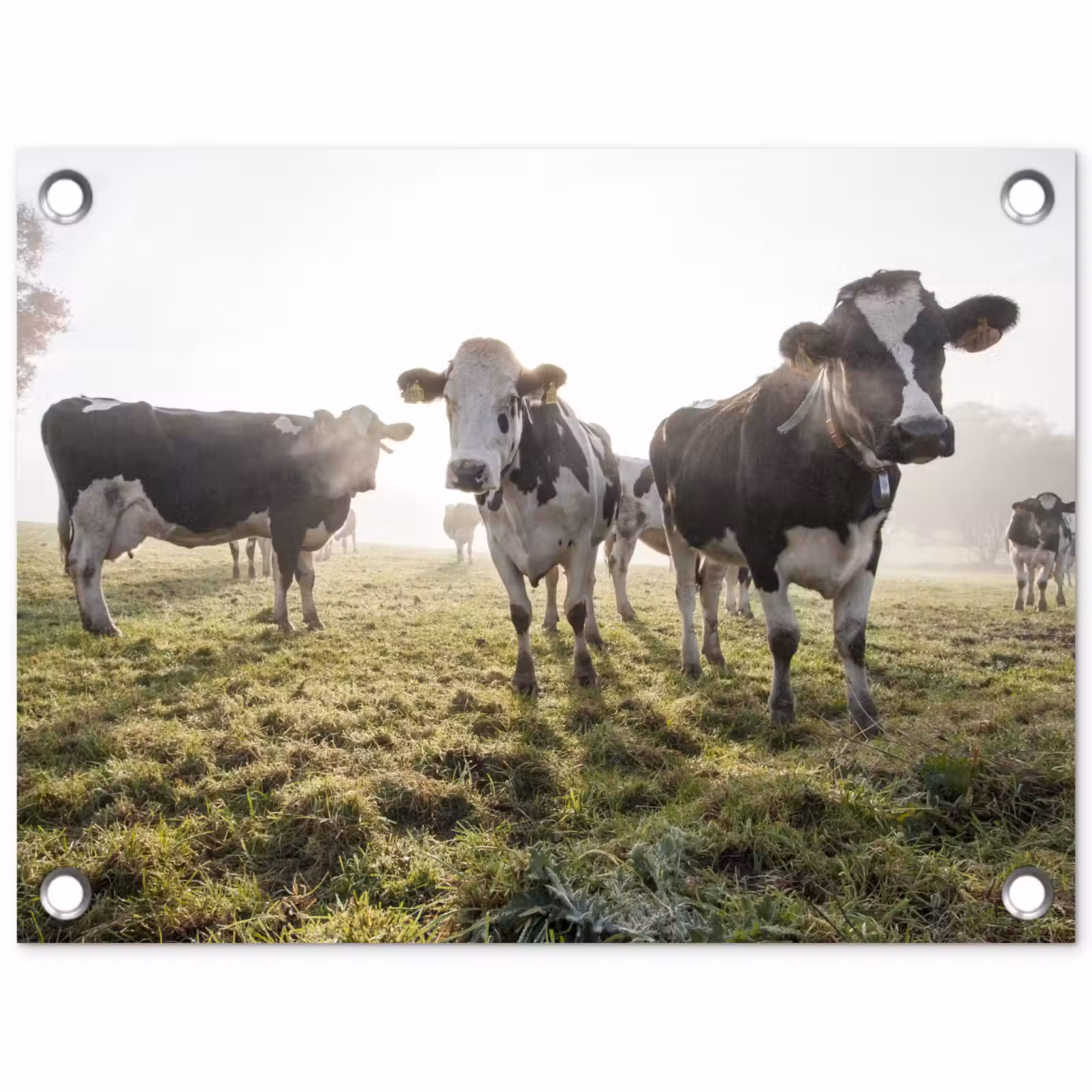 Tuinposter - Koeien - Licht - Gras - Dieren — 1