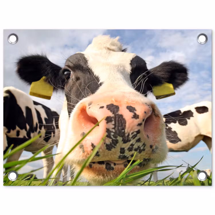 Tuinposter - Koe - Boerderij - Gras - Dieren — 1